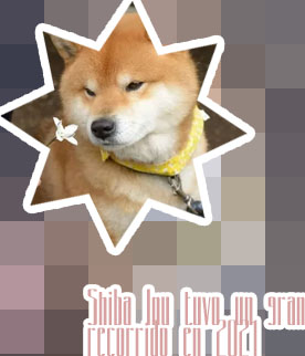 Valor shiba inu